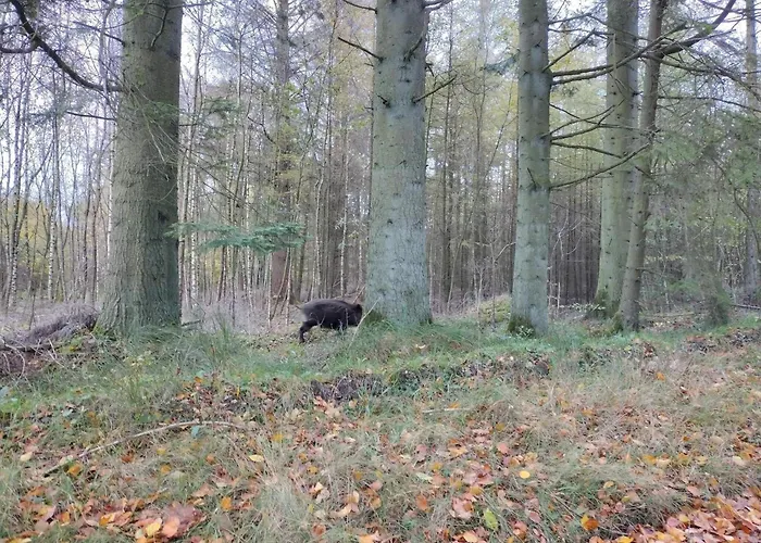 4 Person In Hovborg-by Traum *